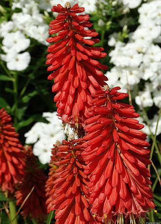Trytoma Redhot Popsicle Kniphofia hybrida 1l