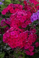 Floks, Płomyk Red Riding Hood Phlox Paniculata
