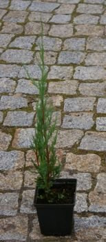 Jałowiec skalny Blue Arrow Juniperus scopulorum 1l 