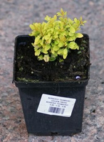 Berberys Thunberga Golden Zwerg Berberis Thunbergii 1l