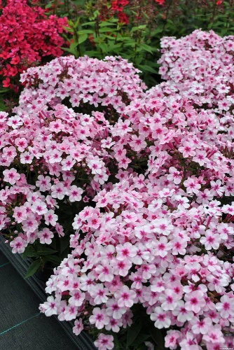 Floks, Płomyk Early Pink Phlox Paniculata 