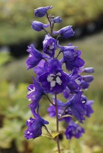 Ostróżka King Arthur Delphinium Cultorum Pacific