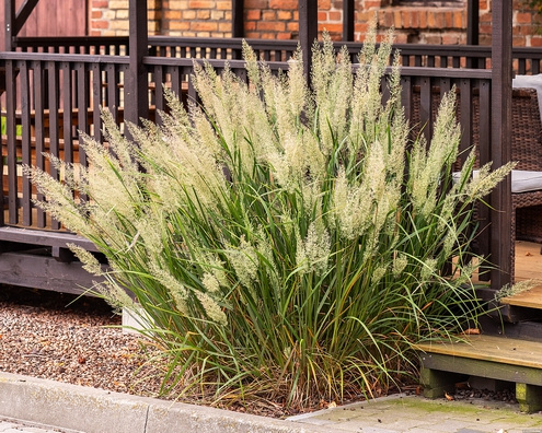 Trzcinnik krótkowłosy Calamagrostis brachytricha 1l