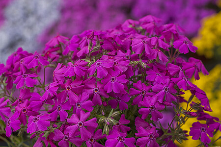 Floks Szydlasty Spring Hot Pink Phlox subulata 9