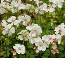 Bodziszek dalmatyński Alba Geranium dalmaticum