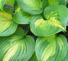 Funkia Emerald Charger Hosta 2l