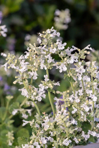 Kocimiętka Fasena Snowflake Nepeta Faassenii