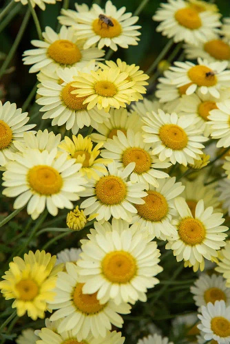 Rumian E.C. Buxton Anthemis hybrida