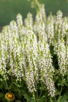 Szałwia omszona Alba (Adrian) Salvia nemorosa