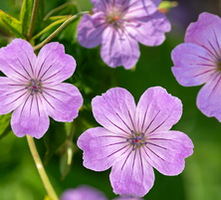 Bodziszek kolankowy Geranium nodosum