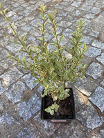 Ligustr okrągłolistny Albovariegatum Ligustrum ovalifolium 9-1l