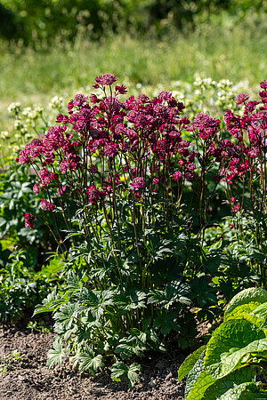 Jarzmianka Astra Red Astrantia hybrida 0,5l - 1l