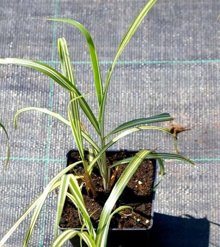 Miskant Chiński Cabaret Miscanthus Sinensis 1l