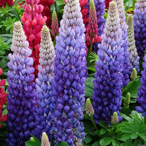 Łubin Persian Slipper Lupinus hybrida