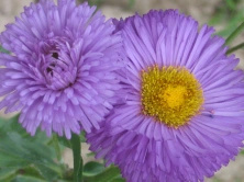 Przymiotno Okazałe Schone Blaue  Erigeron Speciosus 9