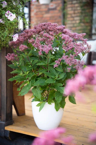 Sadziec Eureka Eupatorium