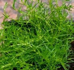 Karmnik ościsty Green Moos Sagina subulata 9