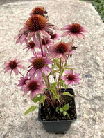 Jeżówka SunMagic Vintage Pink Echinacea