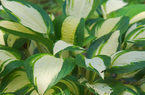 Funkia Vulcan Hosta 1l
