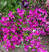 Azalia japońska Blaue Donau Azalea japonicum 1l