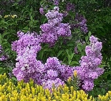 Lilak Meyera Palibin Syringa Meyeri 2l