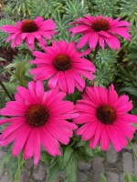 Jeżówka Sensation Wild Romance Echinacea 