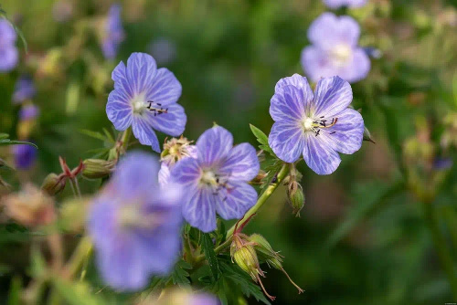 Bodziszek łąkowy Mrs Kendall Clark Geranium pratense