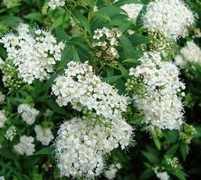 Tawuła japońska Alba Plena Spiraea japonica 9-1l