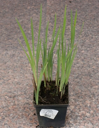 Irys Syberyjski Iris Sibirica 1l