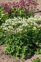 Jarzmianka Astra White Astrantia hybrida 0,5l - 1l