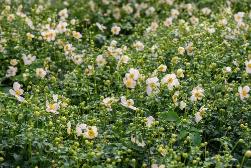 Zawilec Pretty Lady Maria Anemone Hybrida 9