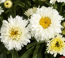 Złocień Wielki Macaroon Leucanthemum Maximum