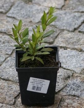 Azalia japońska Blaue Donau Azalea japonicum 1l