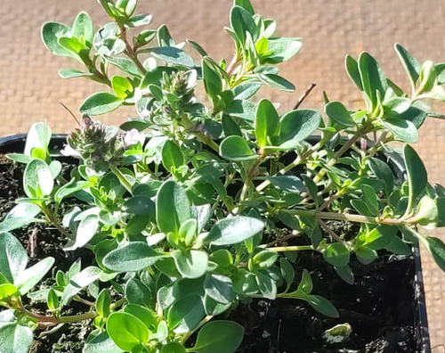 Macierzanka piaskowa Thymus Serphyllum