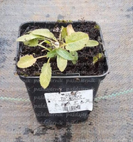 Szałwia omszona Caradonna Salvia nemorosa