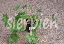 Bodziszek Endressa Wargrave Pink Geranium endressii