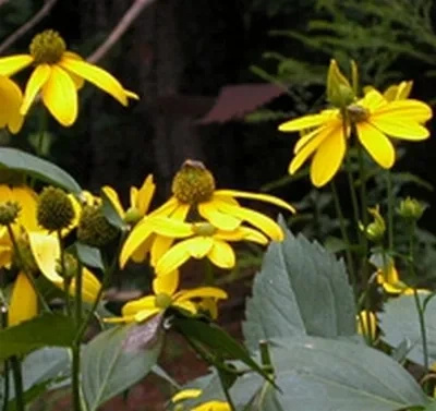 Rudbeckia Naga Herbstsonne Rudbeckia Laciniata