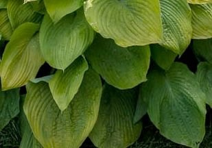 Funkia Doubloons Hosta  2l