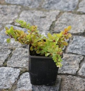 Berberys Thunberga Green Carpet Berberis Thunbergii 9 - 1l