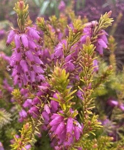 Wrzosiec wiosenny Whisky Erica carnea 9
