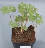 Bodziszek himalajski Baby Blue Geranium himalayense