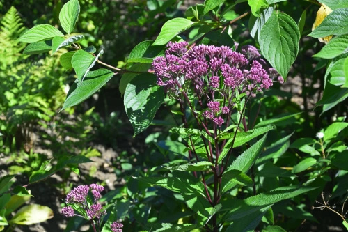 Sadziec purpurowy  Baby Joe Eupatorium purpureum 0,5 - 1l
