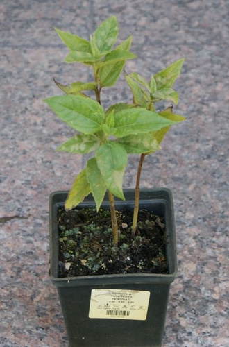 Słoneczniczek Suncatcher Pure Gold Helianthus 1l