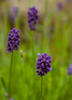 Lawenda Wąskolistna Thumbelina Leigh Lavandula Angustifolia 9