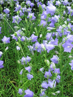 Dzwonek Brzoskwiniolistny Blue Campanula Persicifolia 