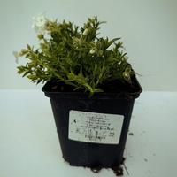 Floks szydlasty Maischnee Phlox subulata 9