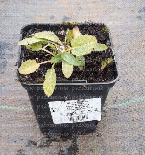 Szałwia omszona Caradonna Salvia nemorosa