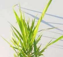 Hakonechloa smukła Nicolas Hakonechloa macra 1l