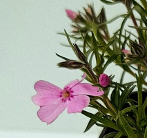 Floks szydlasty Ronsdorfer Beauty Phlox subulata 9