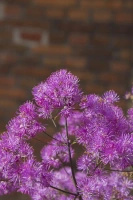 Rutewka Orlikolostna Black Stockings Thalictrum Aqulegiifolium